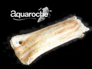 Tonröhrchen für Loricariidae 7210