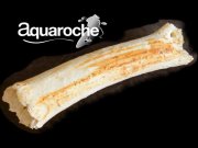 Tonröhrchen für Loricariidae 7215