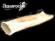 Tonröhrchen für Loricariidae 7315