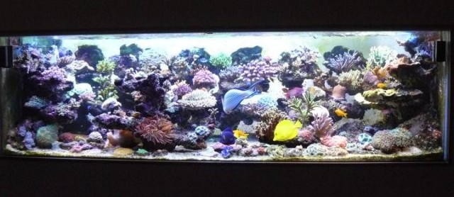 Décor avec les roches reef scène système