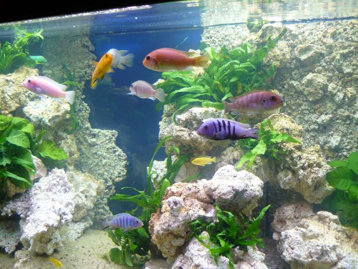 Decors For All Aquariums Freshwater Cichlids Reef Aquariums