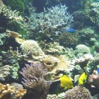 Aquarium recifal à Oceanopol