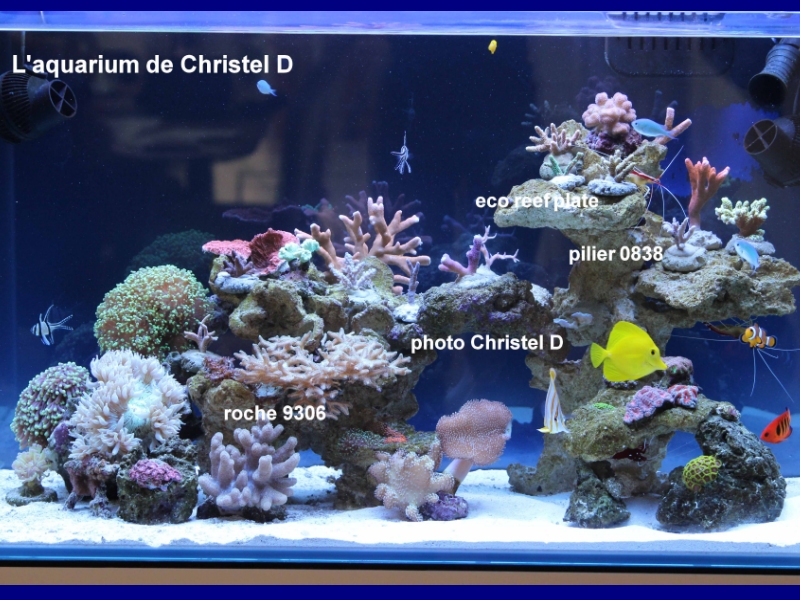 aquarium de Christel D.