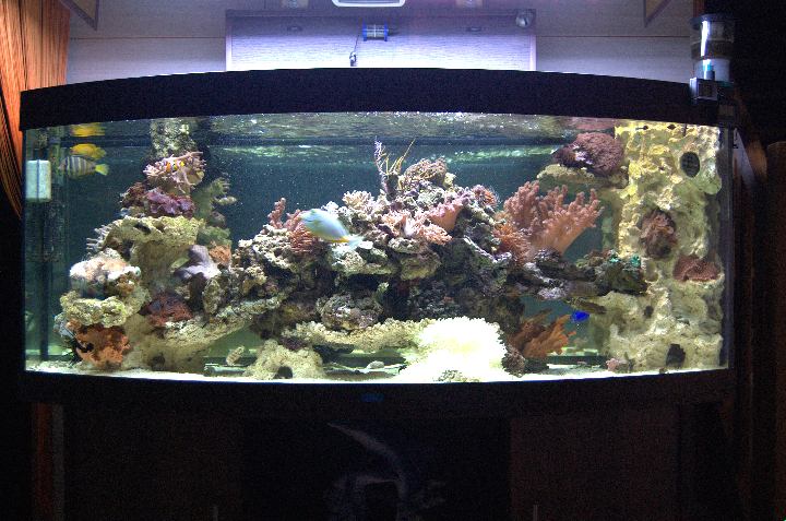 kubus Automatisch Plantkunde Reef aquariums from 1 to 2 meters | Aquaroche