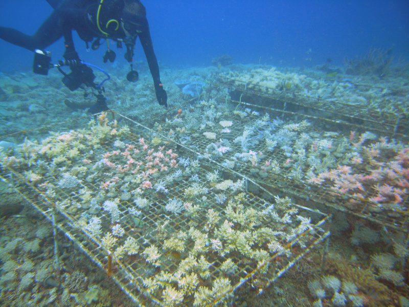 culture de corail en pleine mer