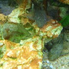 Ancistrus sur roche eau douce