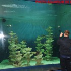 Aquaroche Substitut aux pièrres vivantes pour aquarium recifal; montage de décor pour Aquarium de Liège