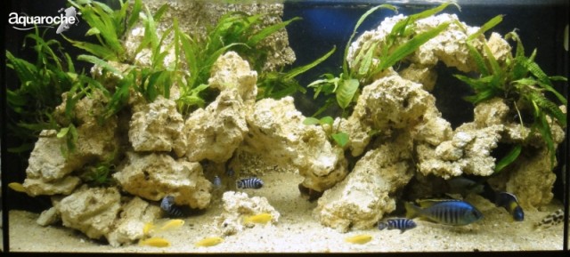 aquarium de cichlides avec décors aquaroche