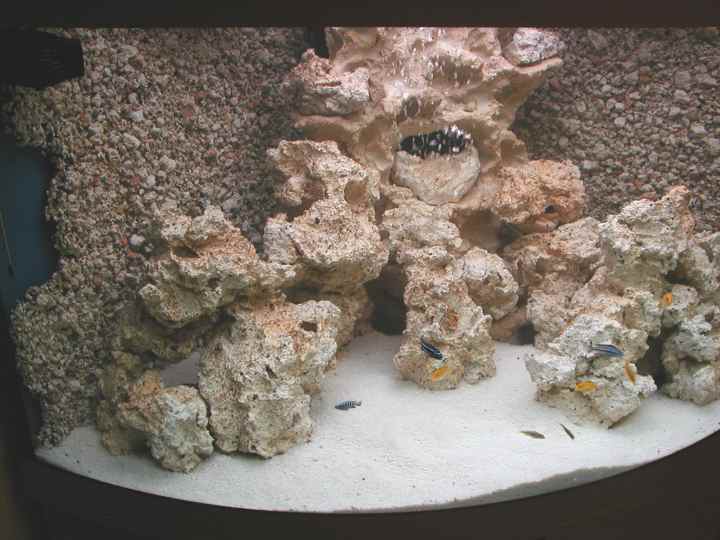 Pierre aquarium pierre décoration roche d'aquarium naturelle idéale pour  Malawi