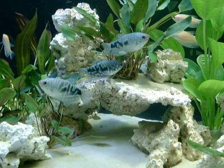 Décors pour aquariums d'eau douce