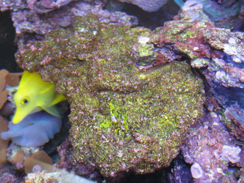 Les pierres vivantes pour l'aquarium marin et récifal