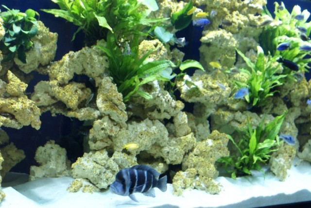 Aquarium - Sarlat . avec décor céramique à empiler et plateaux