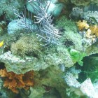 Eco reef plate 1 - pierre vivante de culture