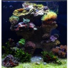 0945- Aquarium Red Sea 130 - culture Ferme de Corail
