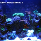 aquarium recifal Rendu avec éclairage bleu800