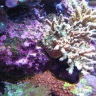 Decor récifal - Reef decor 7