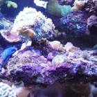 Decor récifal - Reef decor 6