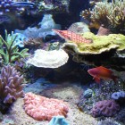 Decor récifal - Reef decor 5