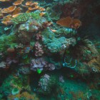 Bali - coraux - corals - 2