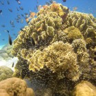 Patate coralienne - Corals