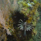Bali - coraux - corals 5