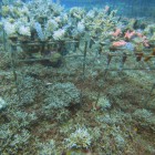 Table de culture de coraux 1