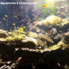 Aquaroche excellent substitut aux pierres vivantes pour aquarium recifal