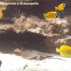 Aquaroche excellent substitut aux pierres vivantes pour aquarium recifal