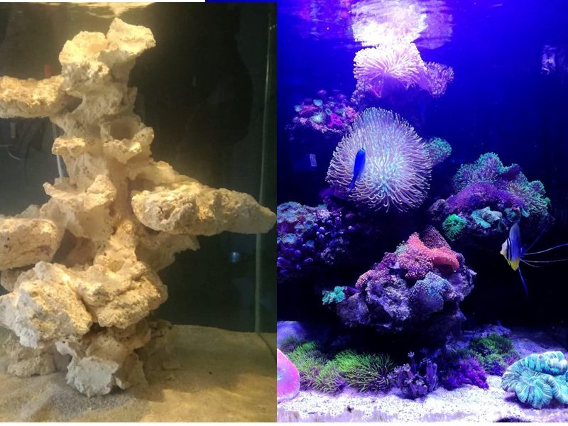 reef aquarium hard scape