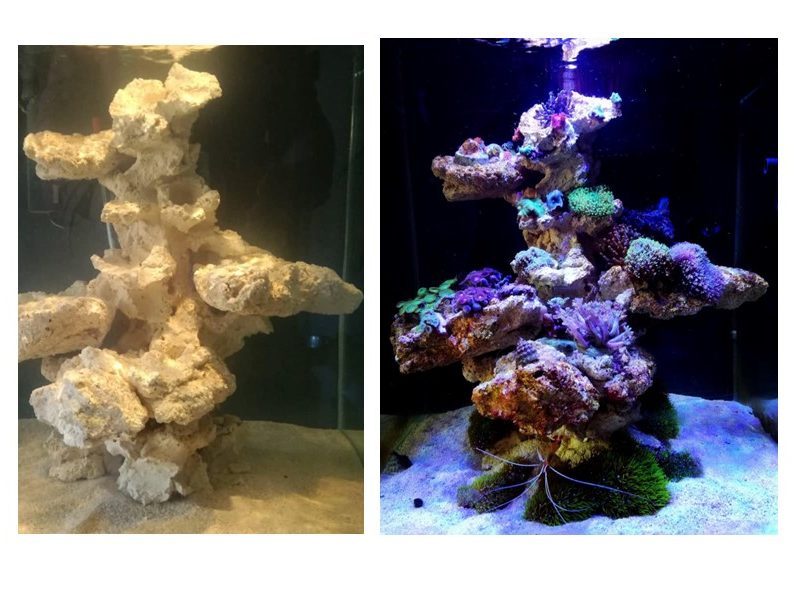 hard scape reef aquarium