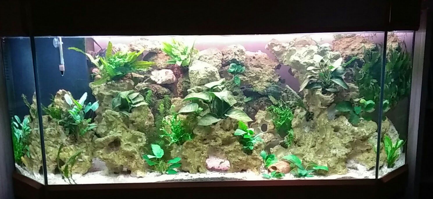 Quelle décoration pour mon aquarium?